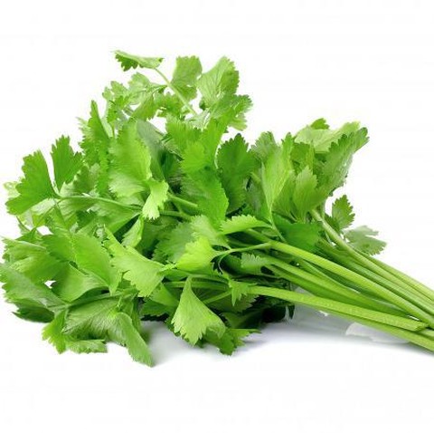 Daun Seledri