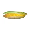 Sweet Corn - Image 2